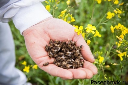 Zona de albine și diabetul zaharat folosesc subdomenii de albine