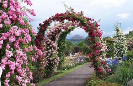 Pergola în grădină