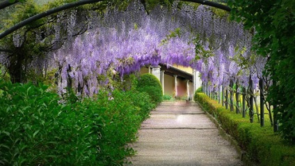 Pergola în grădină