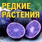 розплідники росії