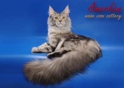 Kennel Maine Coon Michurinsk - cumpăra pisică pisică pisică în pepinieră Maine Coons amerkun