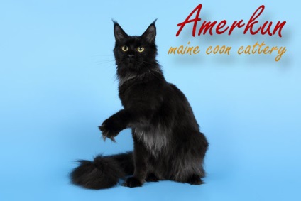 Kennel Maine Coon Michurinsk - cumpăra pisică pisică pisică în pepinieră Maine Coons amerkun