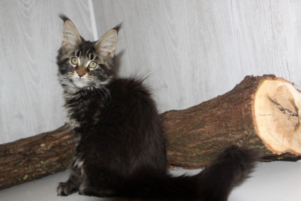 Kennel Maine Coon Michurinsk - cumpăra pisică pisică pisică în pepinieră Maine Coons amerkun