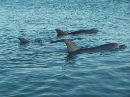 Strand majom mia delfinek vitorlázni nézni az embereket (sok fotót) ~ klórozott delfinarium