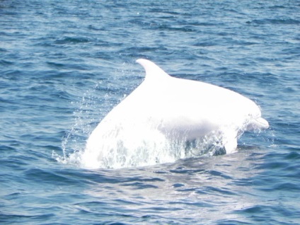 Strand majom mia delfinek vitorlázni nézni az embereket (sok fotót) ~ klórozott delfinarium