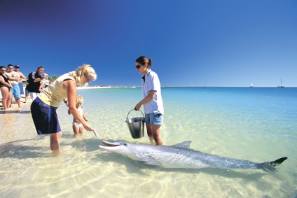 Plaja maimuță mia delfini navighează să se uite la oameni (multe fotografii) ~ clorinat dolphinarium