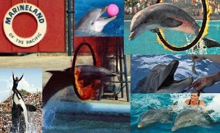 Plaja maimuță mia delfini navighează să se uite la oameni (multe fotografii) ~ clorinat dolphinarium