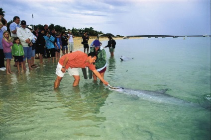 Strand majom mia delfinek vitorlázni nézni az embereket (sok fotót) ~ klórozott delfinarium