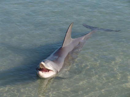 Strand majom mia delfinek vitorlázni nézni az embereket (sok fotót) ~ klórozott delfinarium