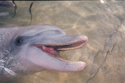 Strand majom mia delfinek vitorlázni nézni az embereket (sok fotót) ~ klórozott delfinarium