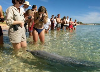 Plaja maimuță mia delfini navighează să se uite la oameni (multe fotografii) ~ clorinat dolphinarium