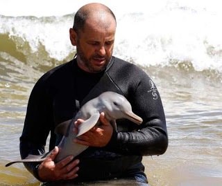 Plaja maimuță mia delfini navighează să se uite la oameni (multe fotografii) ~ clorinat dolphinarium