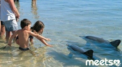 Beach majom mia - találkozóhely a delfinekkel