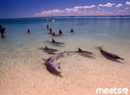 Beach maimuță mia - locul de întâlnire pentru persoanele cu delfinii