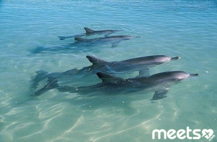 Beach maimuță mia - locul de întâlnire pentru persoanele cu delfinii