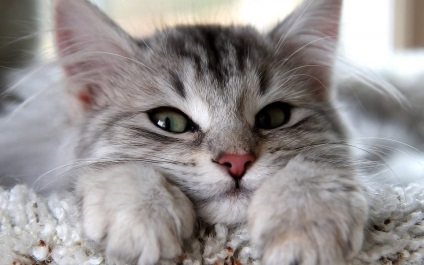 De ce arată pisicile în ochi?