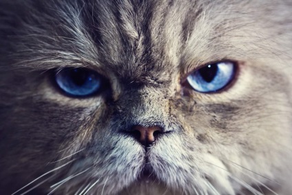 De ce arată pisicile în ochi?