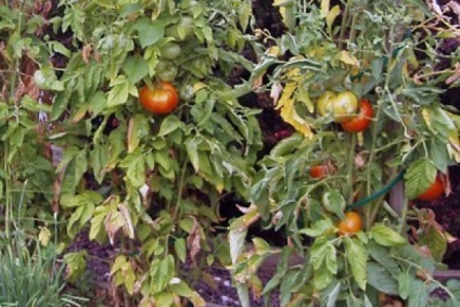 De ce tomatele după ce s-au transformat în pământ au devenit galbene