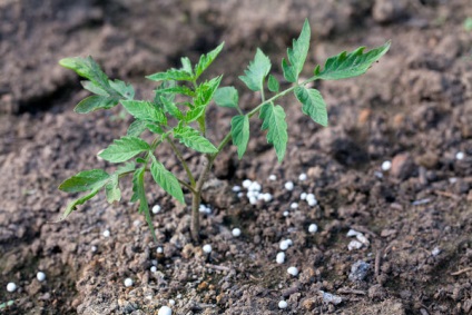 De ce tomatele după ce s-au transformat în pământ au devenit galbene