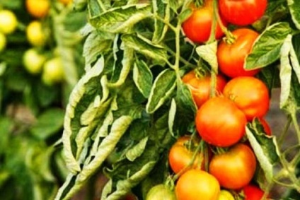 De ce tomatele după ce s-au transformat în pământ au devenit galbene