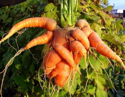 De ce să crească morcovi urâți