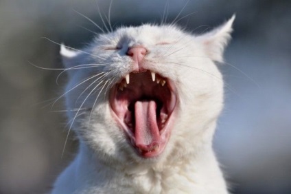 De ce pisicile au o limba brută?