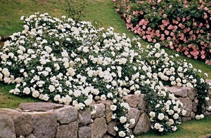 Trandafiri de gradina populare populare iarna-hardy soiuri, înflorit toate vara, plantare și fotografii peisaj