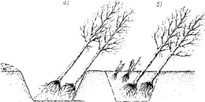 Felkészülés fák és cserjék ültetésére - stadopedia