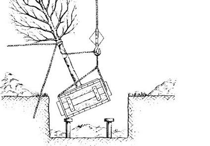 Pregătirea pentru plantarea arborilor și arbuștilor - stadopedia