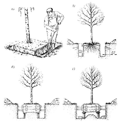 Pregătirea pentru plantarea arborilor și arbuștilor - stadopedia
