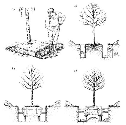 Felkészülés fák és cserjék ültetésére - stadopedia