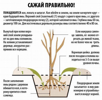 Pui hrănirea în primăvară 3 ani de plantare Chizhevskaya și uree în timpul verii, fier vitriol și cenușă