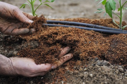 Top dressing de roșii în îngrășămintele minerale cu efect de seră pentru tomate pe teren deschis, care sunt siderate