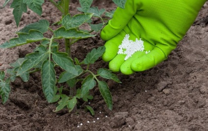 Top dressing de roșii în îngrășămintele minerale cu efect de seră pentru tomate pe teren deschis, care sunt siderate