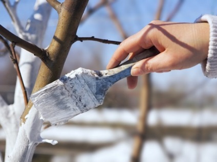 Fertilizarea și fertilizarea mărului în toamnă