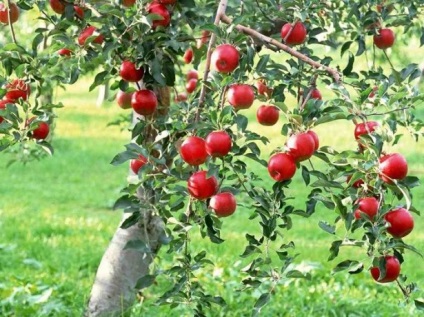 Fertilizarea și fertilizarea mărului în toamnă