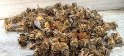 Podmor rețete rețete de casă albine
