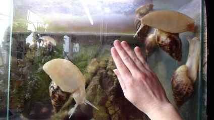 Háttérvilágítás az akváriumhoz saját kezével