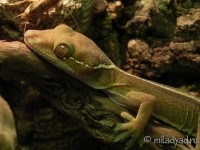 Gecko vittatus 1