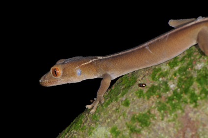 Striped gecko gekko vittatus - exolife, totul despre reptile