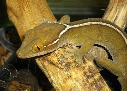 Ghepard în formă de gecko, gecko dungat (gekko vittatus), captivitate, natura terariului