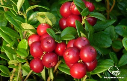 Beneficiile și daunele de fructe de padure și semințe de afine pentru sănătatea umană