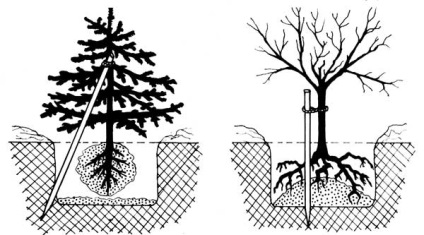 Plantarea arborilor și arbuștilor pe amplasament