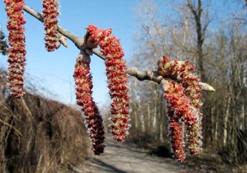 наслідки впровадження