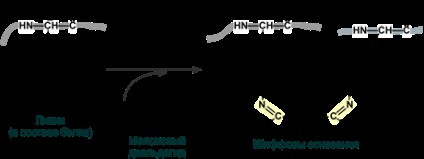 Deteriorarea lipidelor