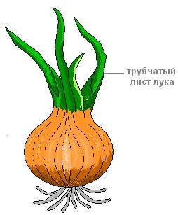 Gyakorlati munka 