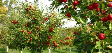 A kert gyümölcs- és gyümölcsfák ősszel metszési szabályai - hírspektrum