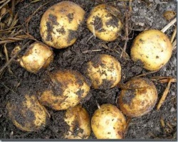 Plantarea corectă a cartofilor sub paie