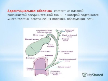 Prezentare pe tema departamentului de disciplină histologică medicină generală subiect histopunctional