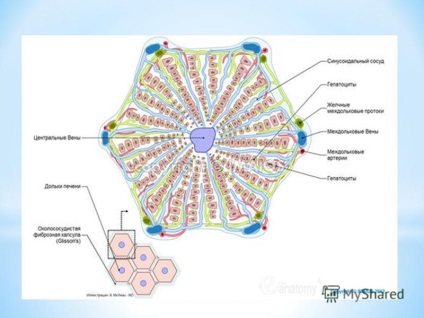 Prezentare pe tema departamentului de disciplină histologică medicină generală subiect histopunctional